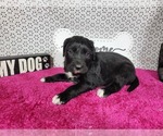 Small Photo #80 Golden Mountain Dog Puppy For Sale in BLACK FOREST, CO, USA