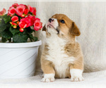 Small Photo #23 Pembroke Welsh Corgi Puppy For Sale in WAKARUSA, IN, USA