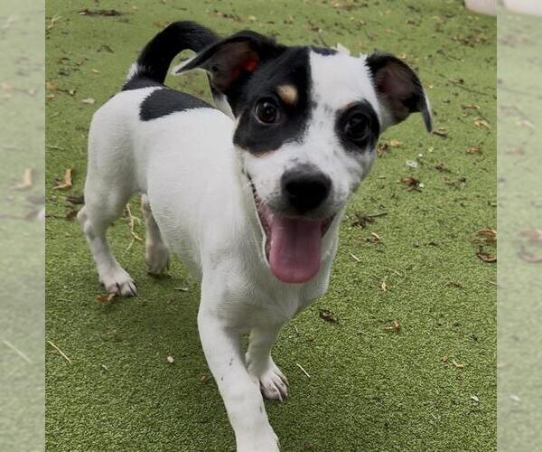 Medium Photo #1 Mutt Puppy For Sale in Sugar Land, TX, USA
