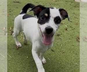 Mutt Dogs for adoption in Sugar Land, TX, USA