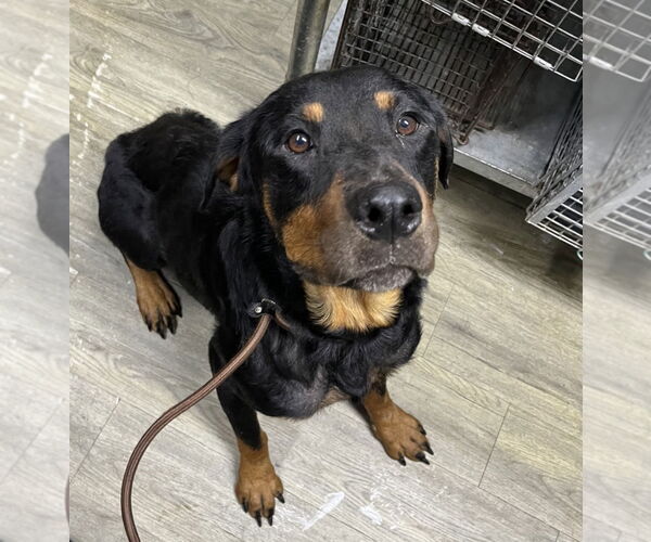 Medium Photo #2 Rottweiler-Unknown Mix Puppy For Sale in White Hall, AR, USA