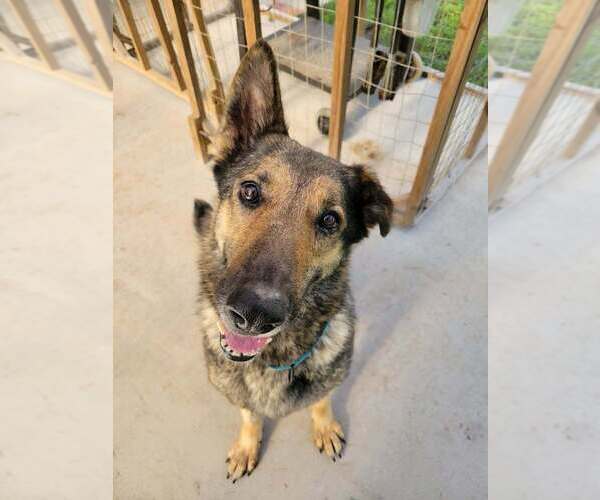 Medium Photo #5 German Shepherd Dog-Unknown Mix Puppy For Sale in Brewster, NY, USA
