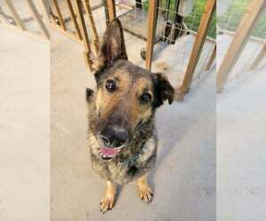 Truvy - Female German Shepherd Dog-Unknown Mix Dog for Adoption - Photo #5