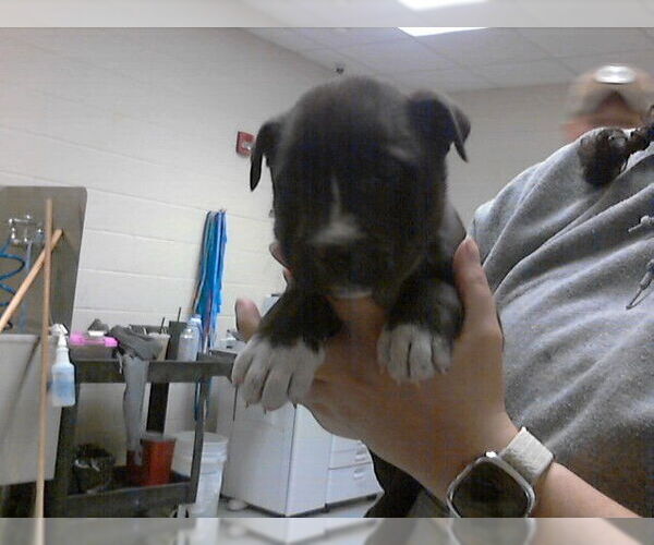 Medium Photo #1 Mutt Puppy For Sale in Fayetteville, NC, USA