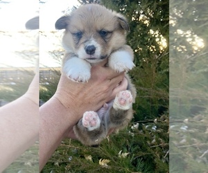 Pembroke Welsh Corgi Puppy for sale in RUPERT, ID, USA