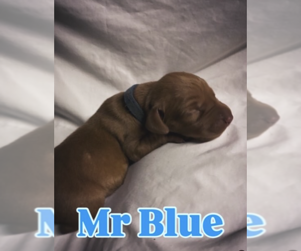 Medium Photo #3 Vizsla Puppy For Sale in AGUA DULCE, CA, USA