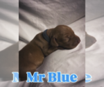 Puppy Mr Blue Vizsla