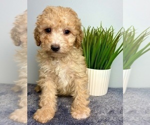 Goldendoodle (Miniature) Puppy for sale in INDIANAPOLIS, IN, USA