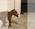 Small #3 American Staffordshire Terrier Mix