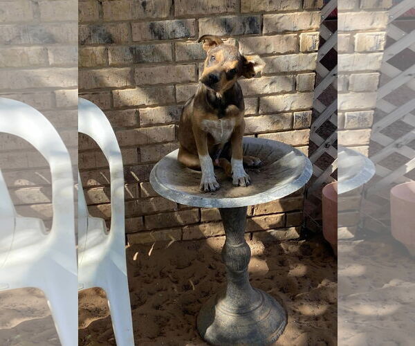 Medium Photo #2 American Pit Bull Terrier-Unknown Mix Puppy For Sale in New London, WI, USA