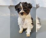 Small #2 Maltese-Poodle (Toy) Mix