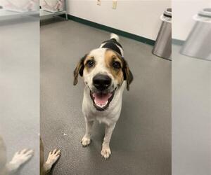 Pointer-Unknown Mix Dogs for adoption in Corpus Christi, TX, USA