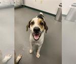 Small Pointer Mix