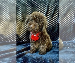 Poodle (Toy) Puppy for sale in JEFFERSONVILLE, IN, USA
