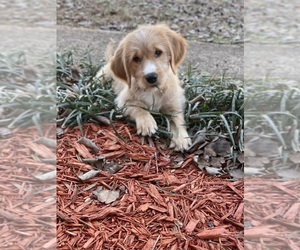 Goldendoodle Puppy for sale in NEWTON, NC, USA