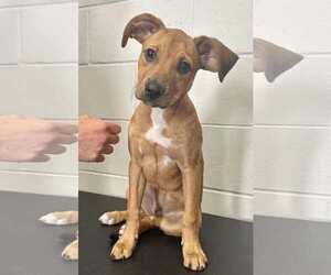 Boxador Dogs for adoption in Princeton, MN, USA