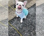 Small Photo #10 French Bulldog Puppy For Sale in READING, PA, USA