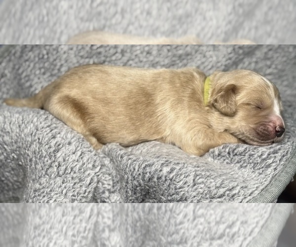 Medium Photo #17 Goldendoodle Puppy For Sale in HOWARD CITY, MI, USA