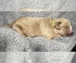 Small Photo #17 Goldendoodle Puppy For Sale in HOWARD CITY, MI, USA