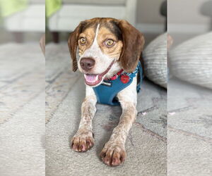 Beagle Dogs for adoption in Dunnellon, FL, USA