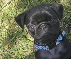 Medium Pug