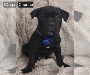 Cane Corso Puppy for sale in MINERAL WELLS, WV, USA