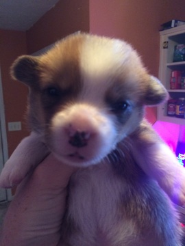 Medium Photo #1 Pembroke Welsh Corgi Puppy For Sale in COLUMBUS, GA, USA
