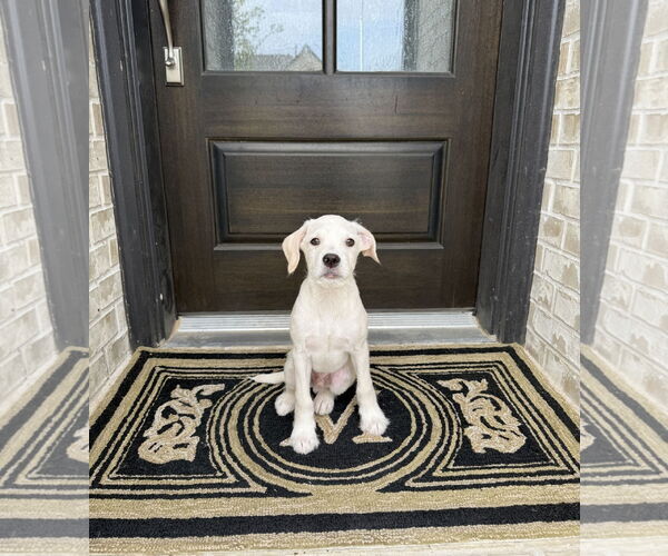 Medium Photo #2 Mutt Puppy For Sale in Rosenberg, TX, USA