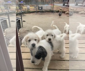 Medium Great Pyrenees-Maremma Sheepdog Mix