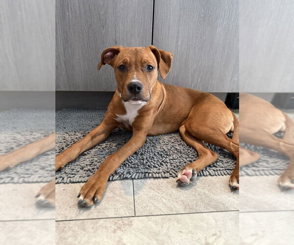 Medium Photo #1 Mutt Puppy For Sale in Evansville, IN, USA