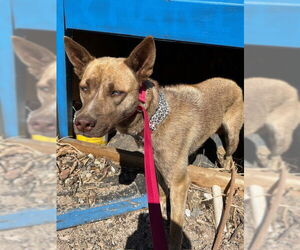 Siberian Husky-Unknown Mix Dogs for adoption in HESPERIA, CA, USA