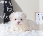 Small #2 Havanese