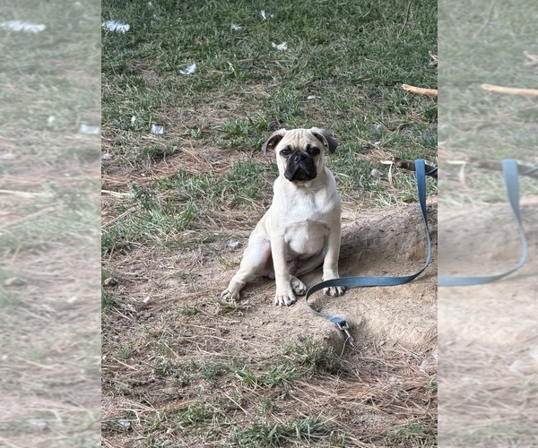 Medium Photo #1 Pug Puppy For Sale in METAMORA, IN, USA