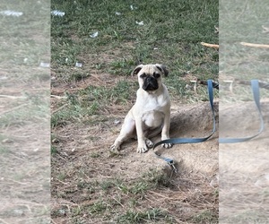 Medium Pug