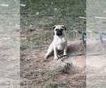 Puppy Brown boy Pug