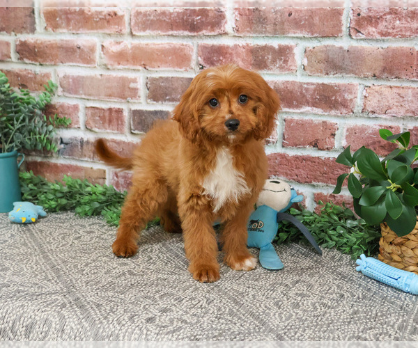 Medium Photo #2 Cavapoo (Miniature) Puppy For Sale in SYRACUSE, IN, USA