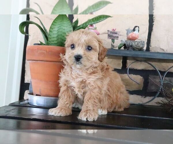 Medium Photo #4 ShihPoo Puppy For Sale in CANTON, OH, USA