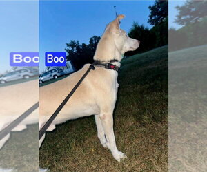 Boo - Male Mutt Dog for Adoption - Photo #5