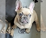 Small Photo #1 French Bulldog Puppy For Sale in GARDEN VALLEY, CA, USA