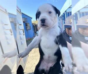 Labrador Retriever-Unknown Mix Dogs for adoption in Houston, TX, USA