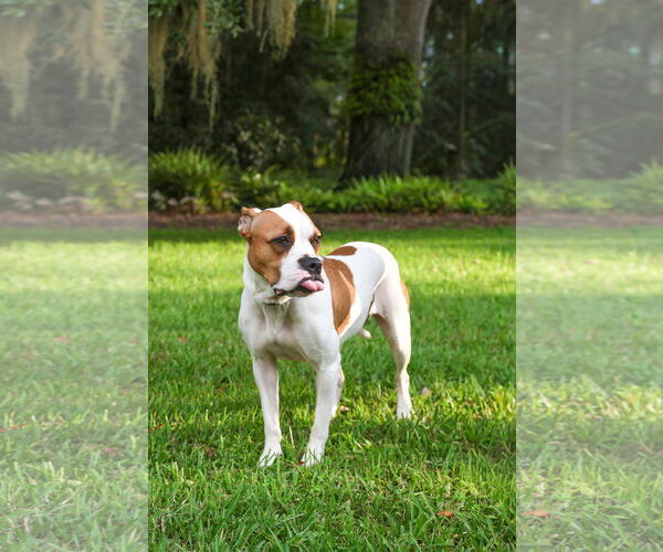 Medium Photo #6 Mutt Puppy For Sale in  Gainesville, FL, USA