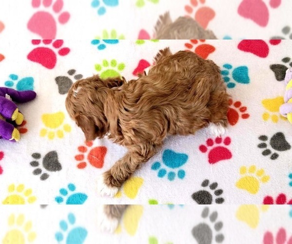 Medium Photo #6 Cock-A-Poo-Poodle (Miniature) Mix Puppy For Sale in ORO VALLEY, AZ, USA
