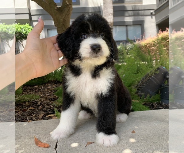 Medium Photo #9 Bernedoodle Puppy For Sale in HOUSTON, TX, USA