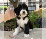Small Photo #9 Bernedoodle Puppy For Sale in HOUSTON, TX, USA