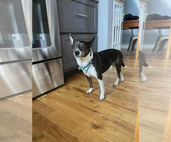 Medium Photo #3 Mutt Puppy For Sale in Candler, NC, USA