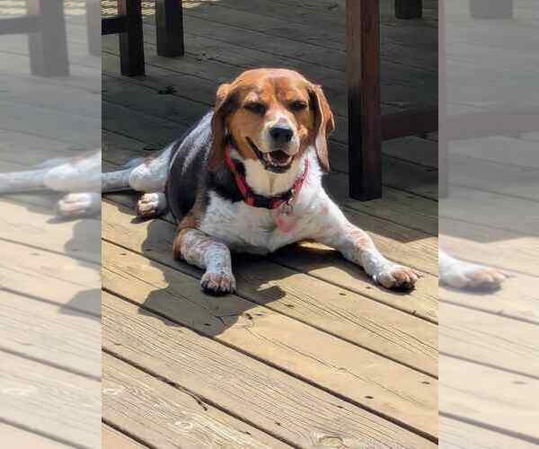 Medium Photo #3 Beagle Puppy For Sale in Clinton , MI, USA