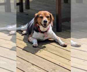Benny - Male Beagle Dog for Adoption - Photo #3