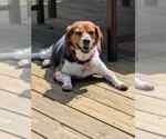 Small Photo #3 Beagle Puppy For Sale in Clinton , MI, USA