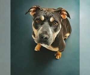 American Pit Bull Terrier-American Staffordshire Terrier Mix Dogs for adoption in Albuquerque, NM, USA