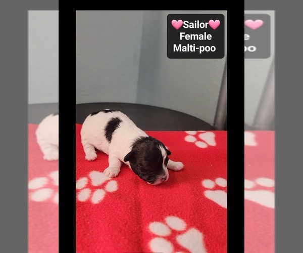 Medium Photo #3 Maltipoo (Toy) Puppy For Sale in TUCSON, AZ, USA